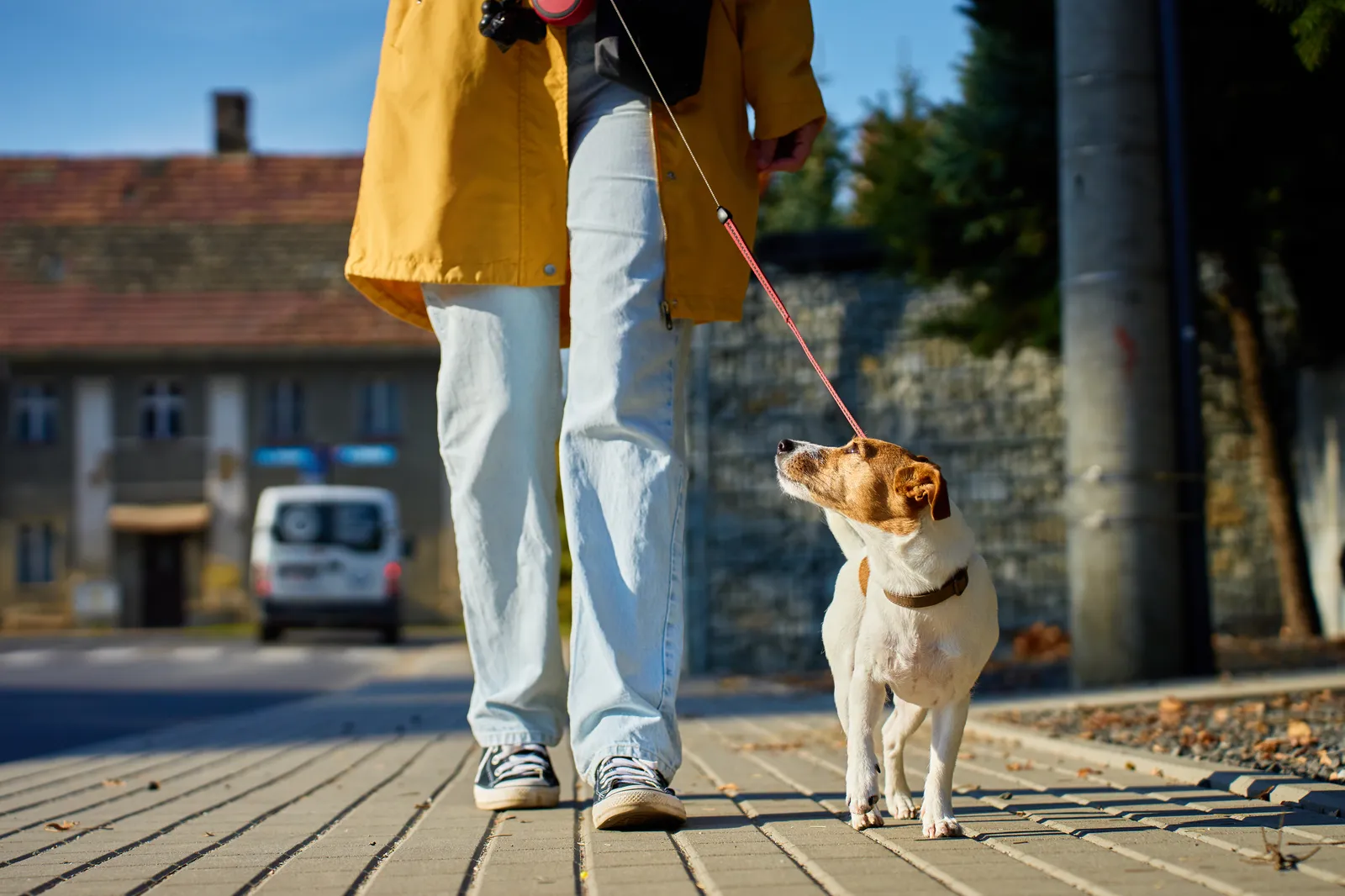 A Jack Russell terrier standing on a sidewalk beside its owner