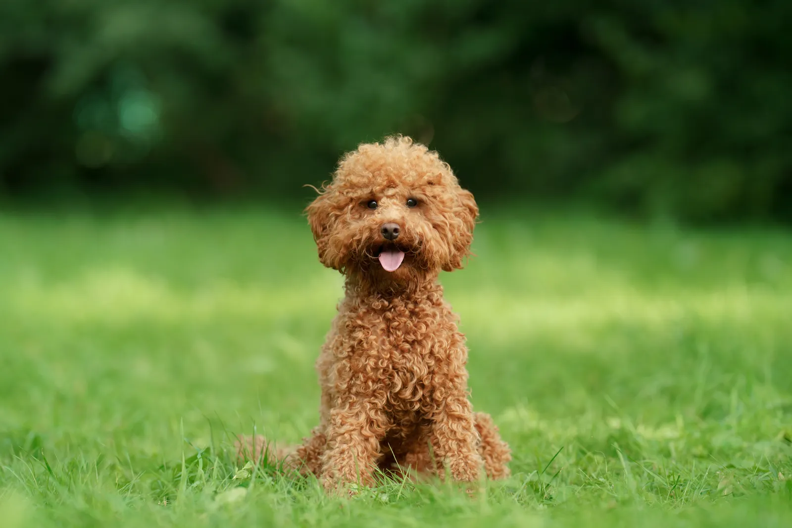 A miniature chocolate poodle puppy standing on the grass