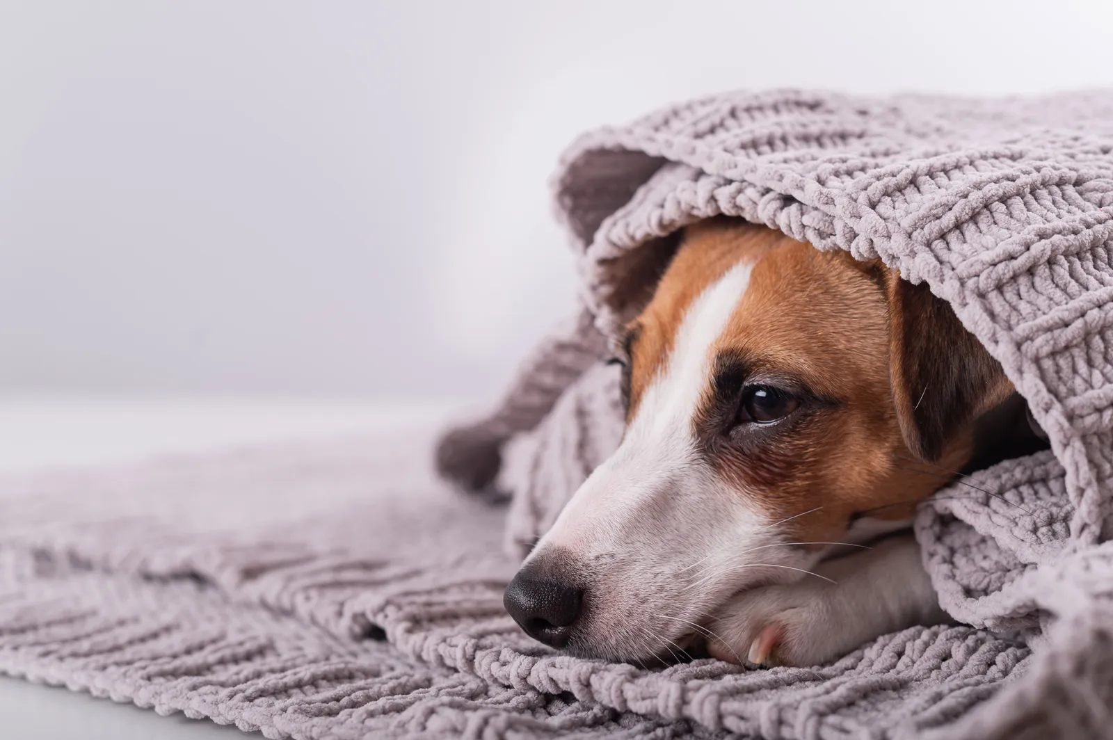 A small dog hiding under a gray blanket with only its muzzle showing