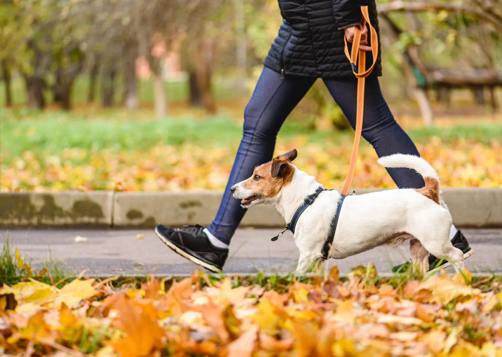 A dog walking on a loose leash beside its owner on a park path, the loose leash every Best Dog University program teaches