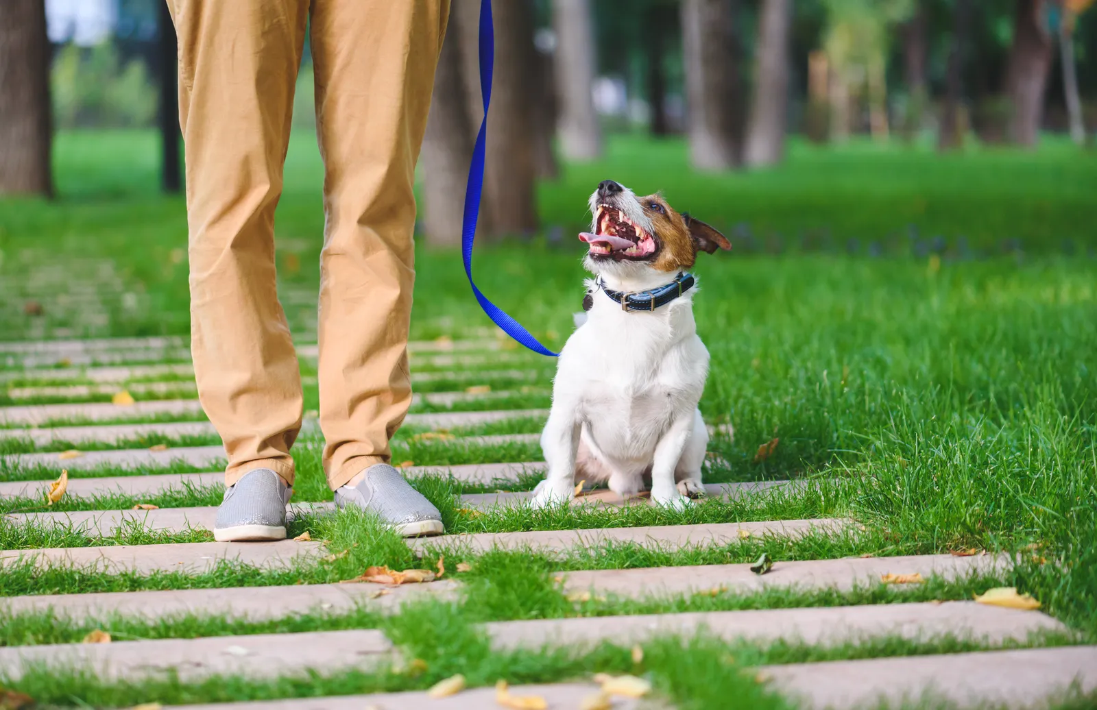 A dog sitter working on leash manners with a dog outdoors