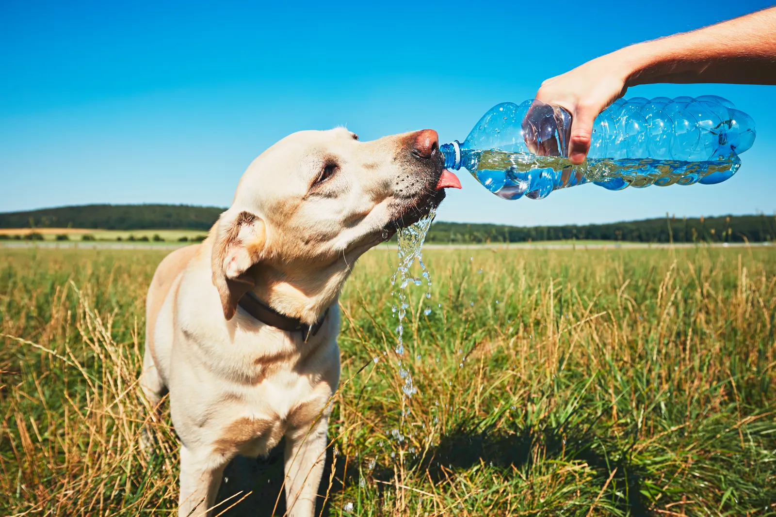 A thirsty dog drinking water on a hot day