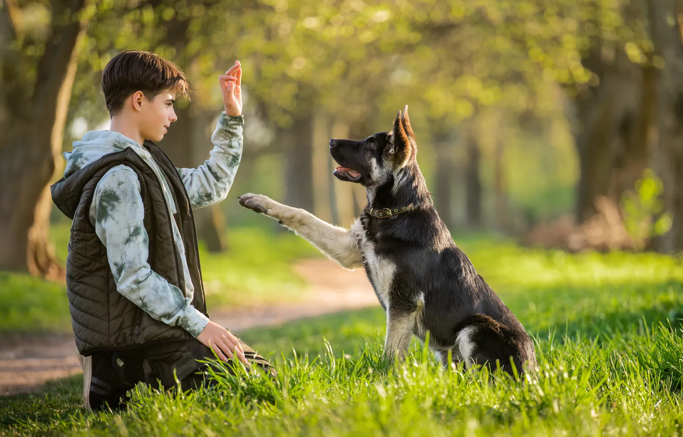 A boy walking a dog through a park on a spring evening, the family walk Klein dogs learn