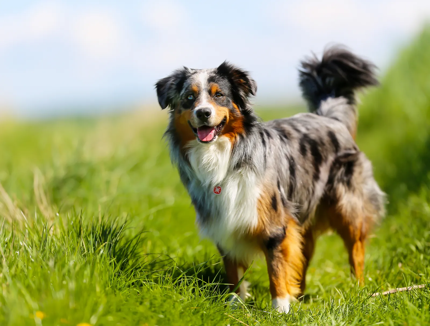 An Australian shepherd, the larger ranch breed the mini was bred down from