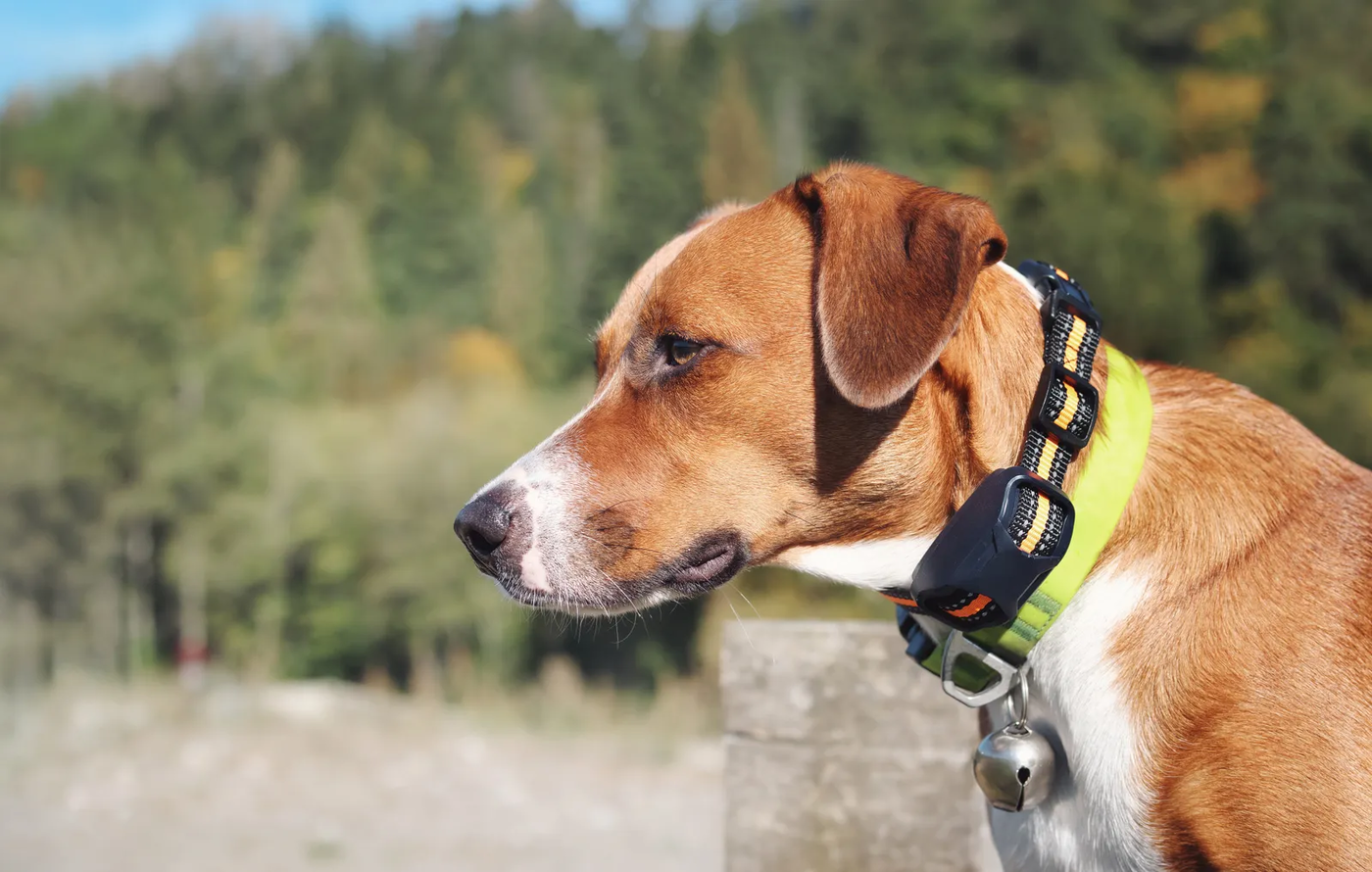 A dog wearing a training collar with a small bell, photographed against a soft, out-of-focus background