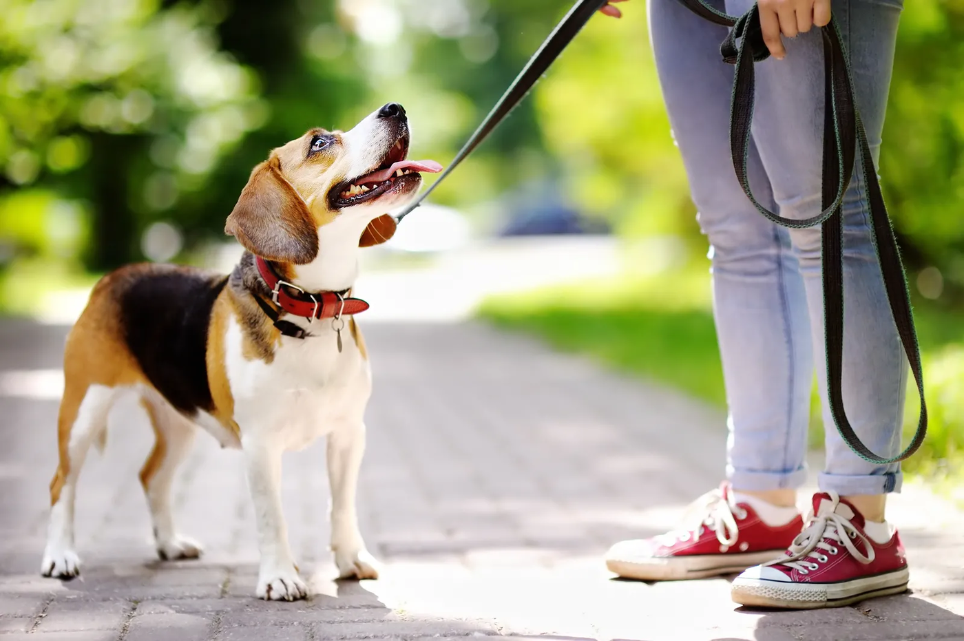 A young woman walking a Beagle in a park