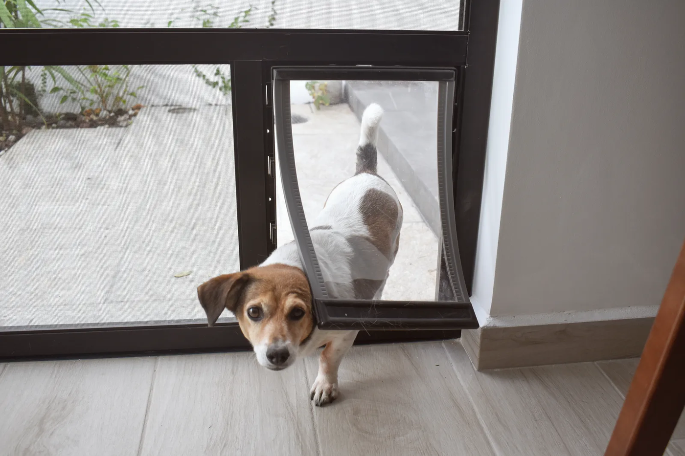 A dog going out through a pet door
