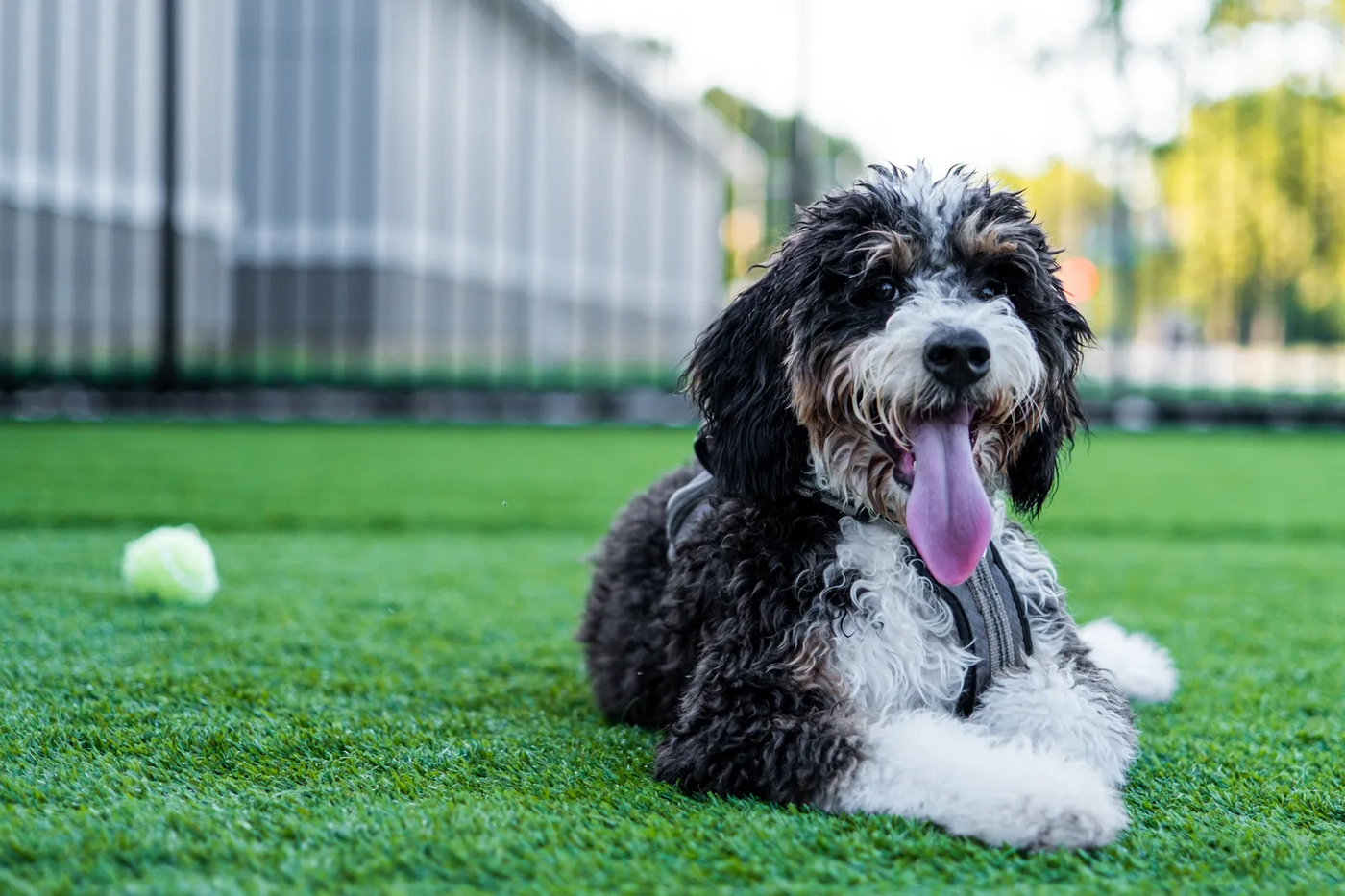 A bernedoodle at the park, the doodle we see all over Gleannloch Farms' greenbelts
