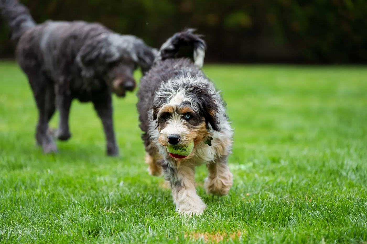 A bernedoodle running across grass with a tennis ball in its mouth, the retrieve outlet we give the cross with rules