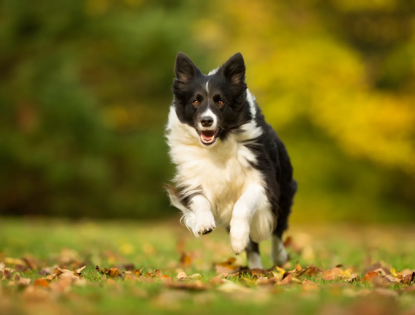 A black and white Border Collie holding still and watching its handler, the focus the breed brings to everything