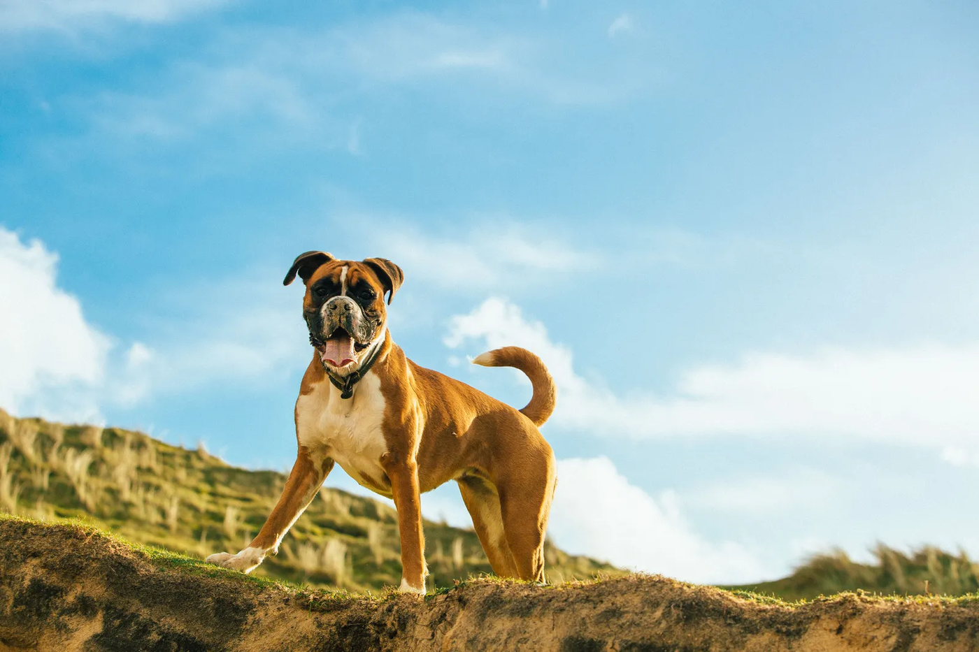 A fawn boxer lying calmly on the floor, the settle the breed has to be taught