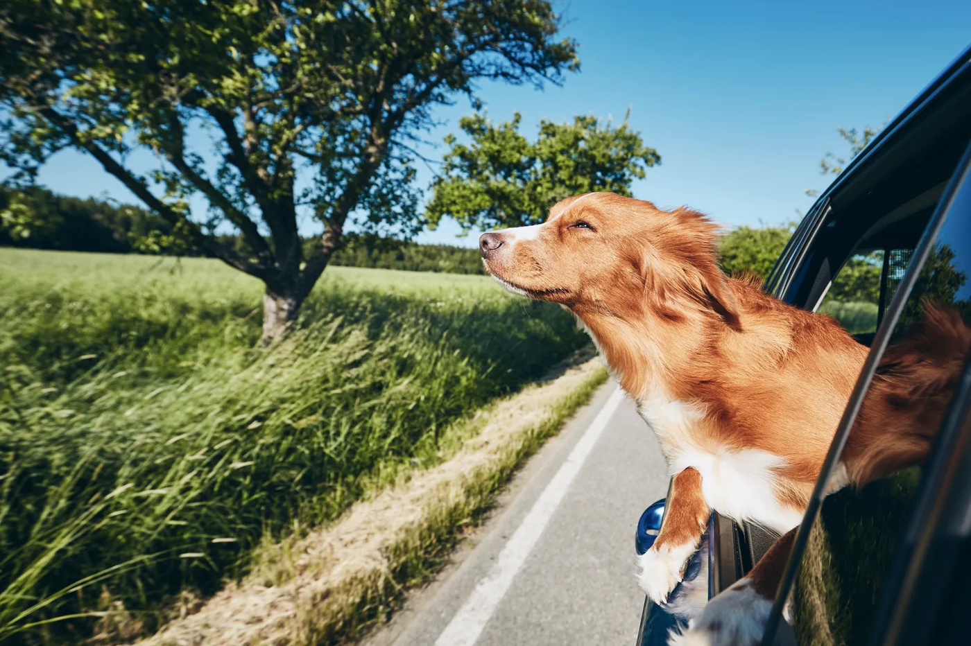 A dog looking out of a car window during a drive, the door-to-door transport most professionals add to a stay