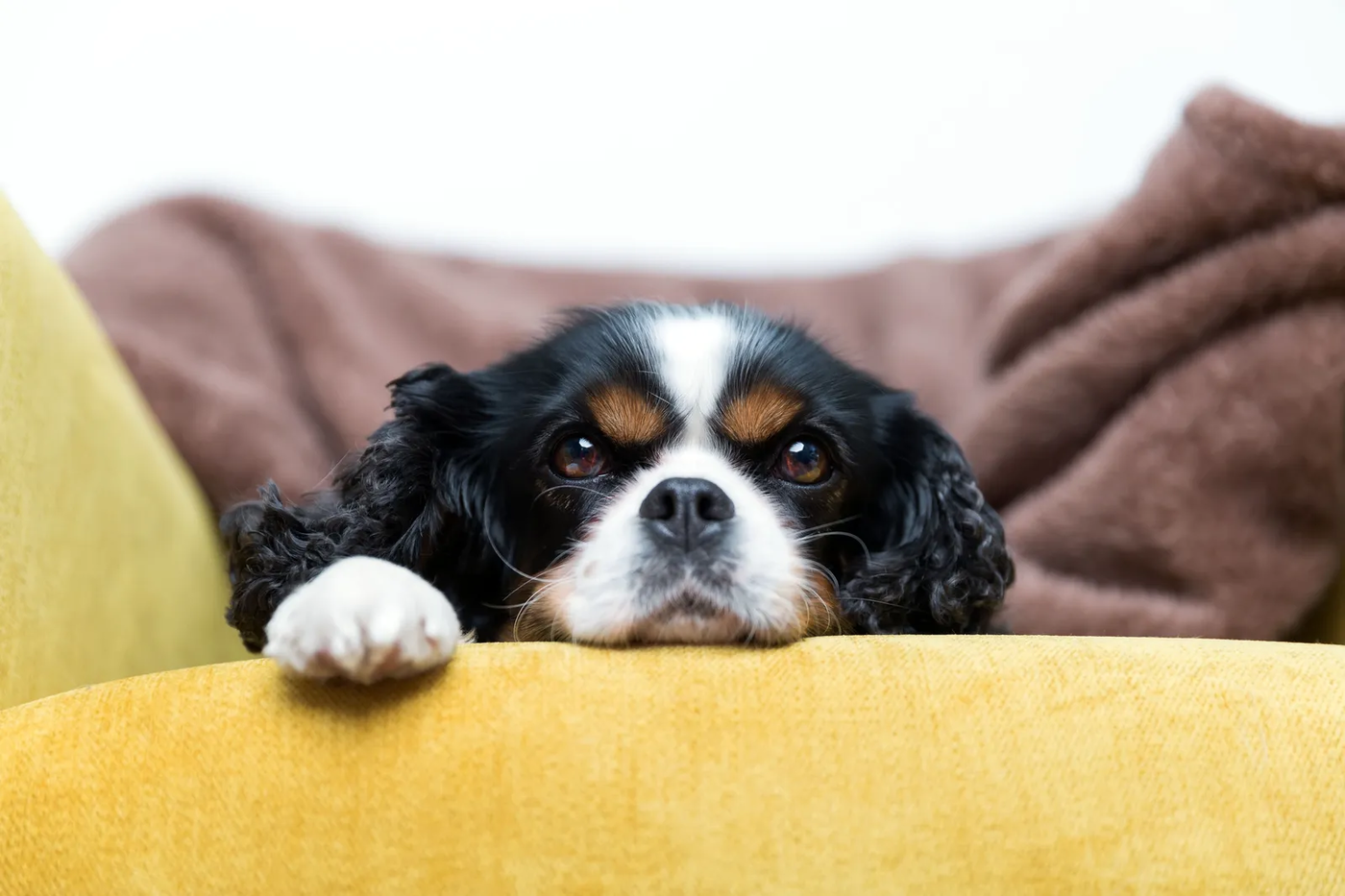 A tricolor Cavalier King Charles spaniel resting its chin on a yellow sofa cushion, the lap dog that has to learn to be alone
