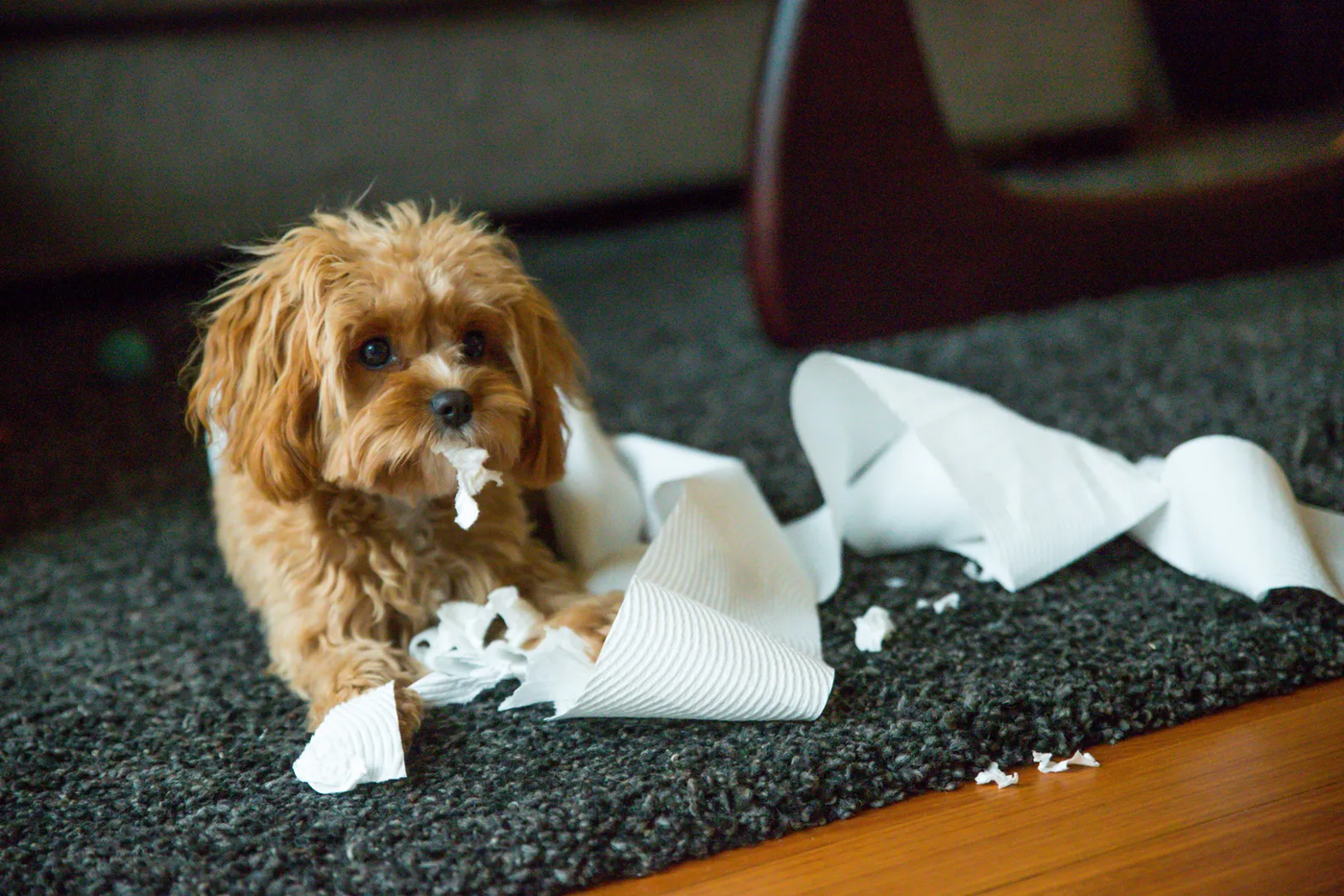 A puppy in training chewing toilet paper and making a mess, the ordinary destruction a bored puppy produces