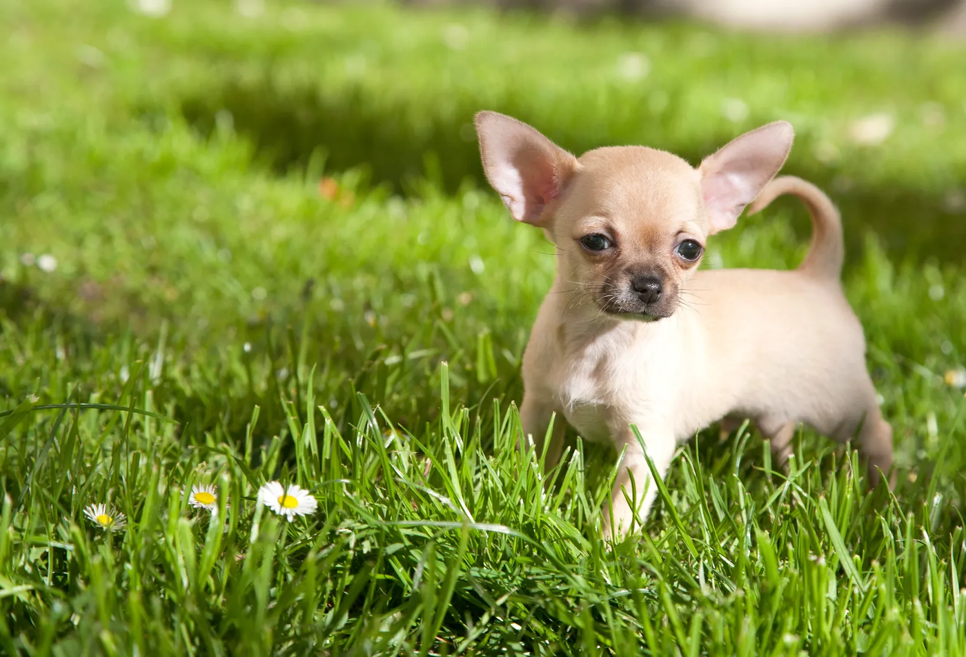 A chihuahua puppy looking up at the camera, the small dog that has learned barking works