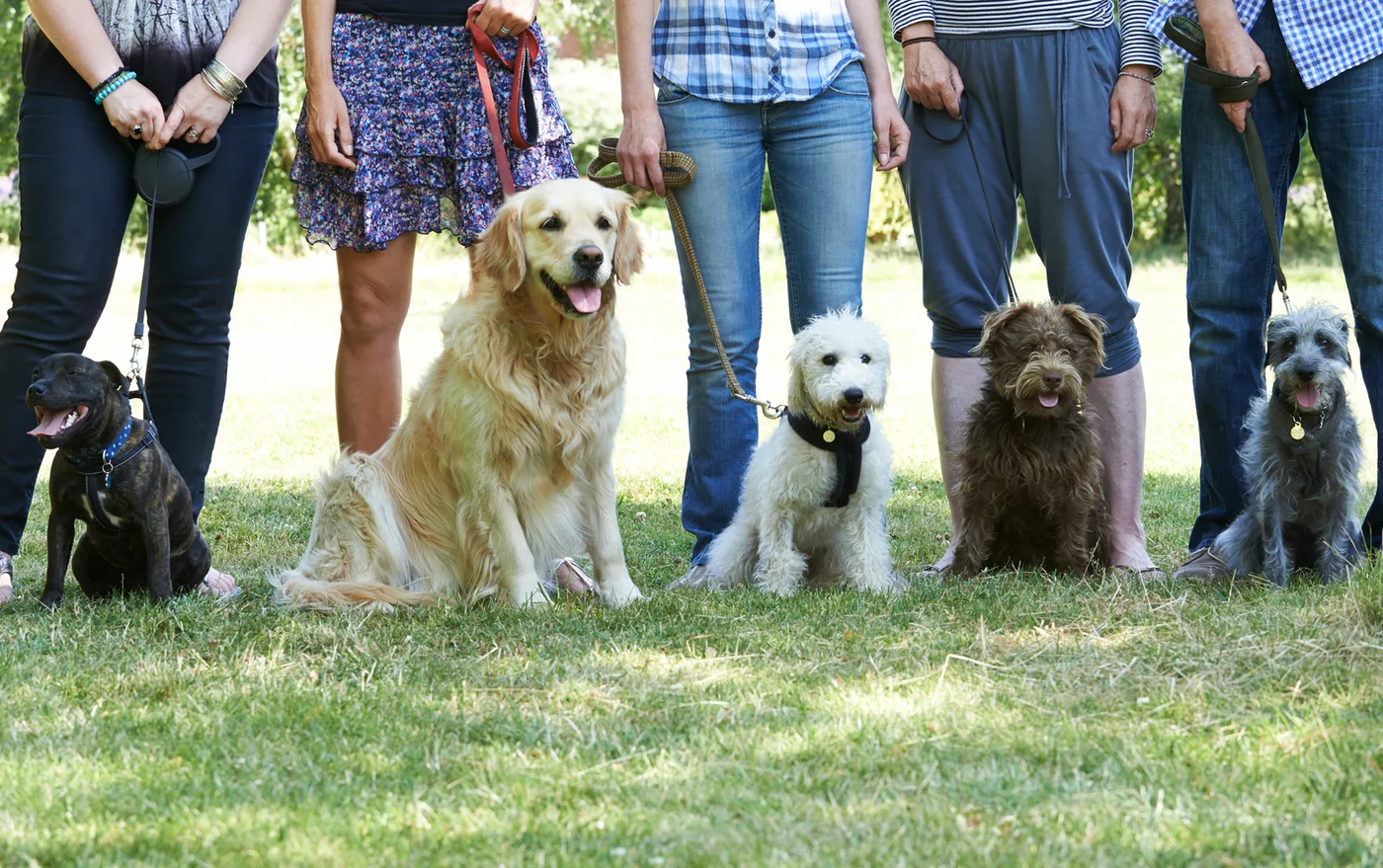A group of dogs sitting calmly with their owners at an obedience class, the neutrality socialization builds