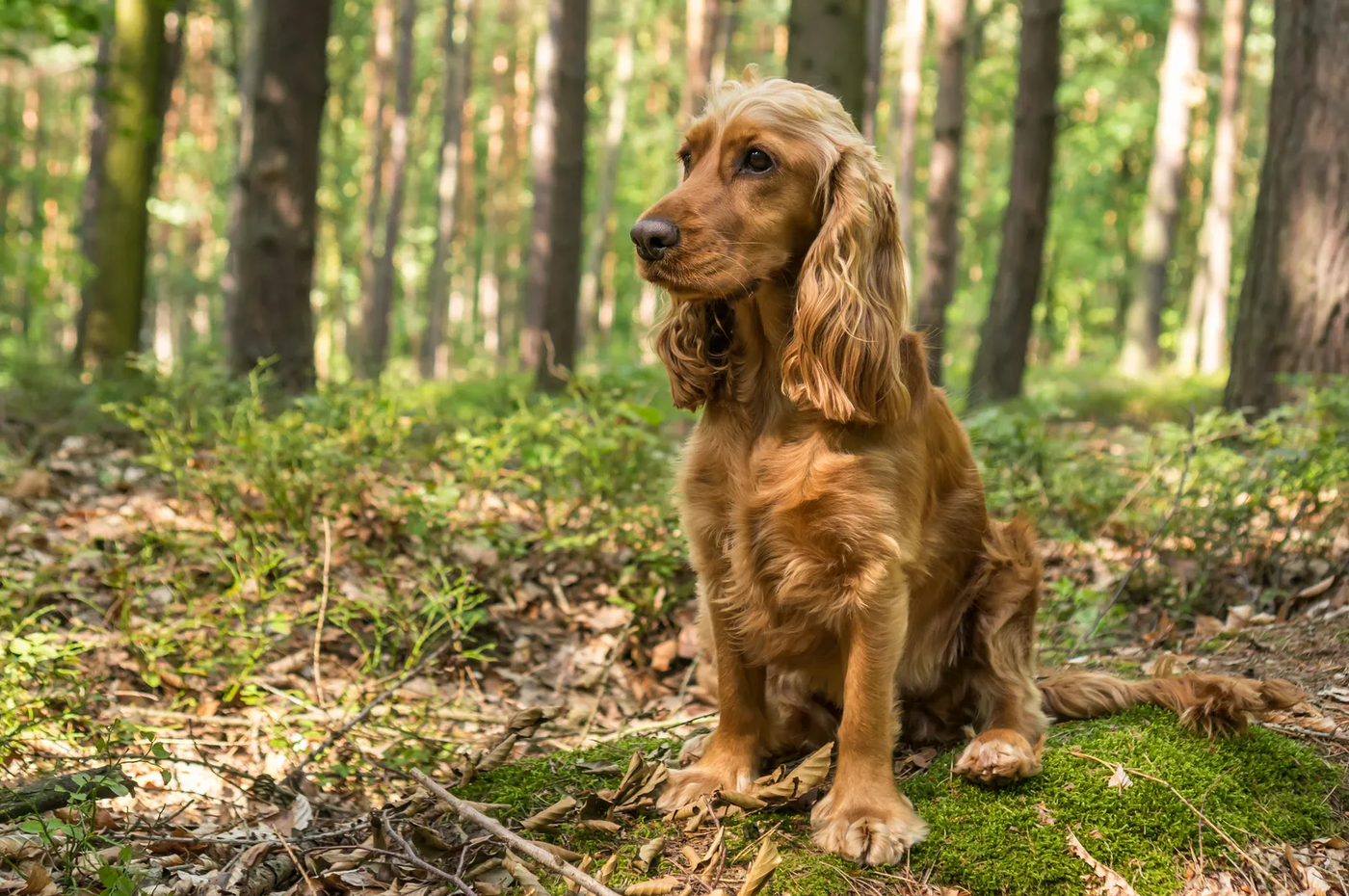 An English cocker spaniel on a forest trail, the kind of shaded pine trail Woodforest is built around