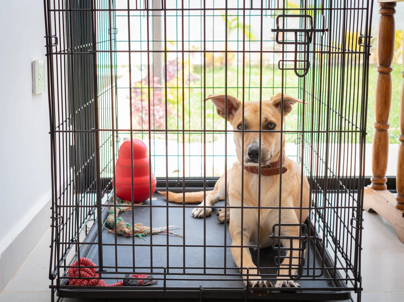 A dog resting in a crate with toys, the everyday setting of boarding rather than training