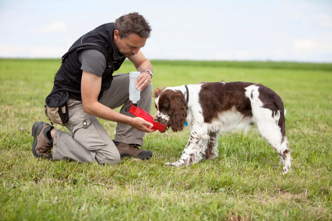 A trainer kneeling in a grass field giving water to an English springer spaniel, the outdoor work Friendswood yards are made for