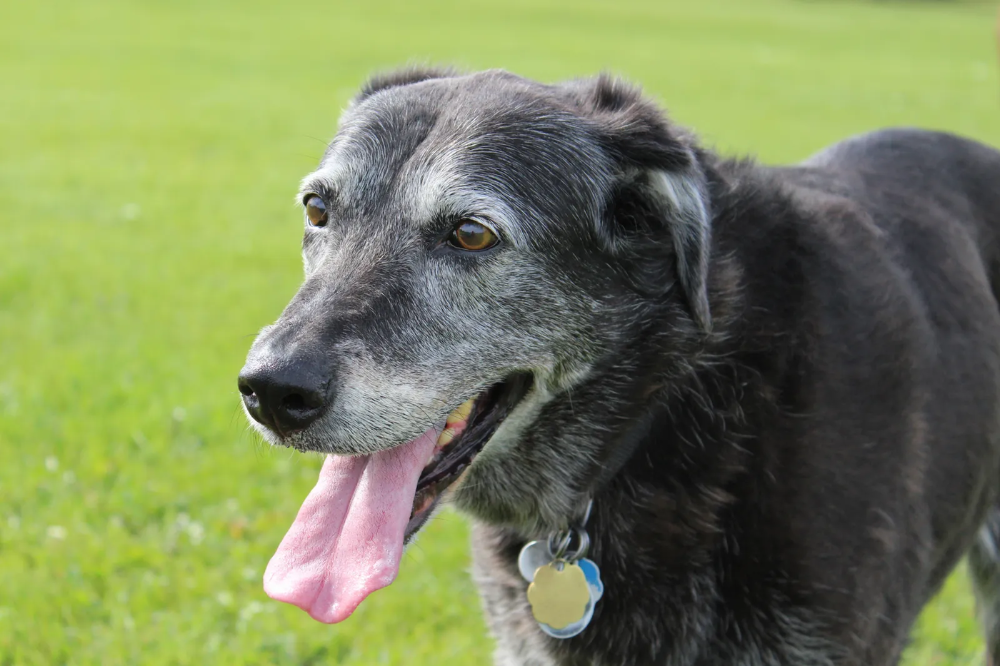 A senior dog with a gray face resting on the grass in a shaded park