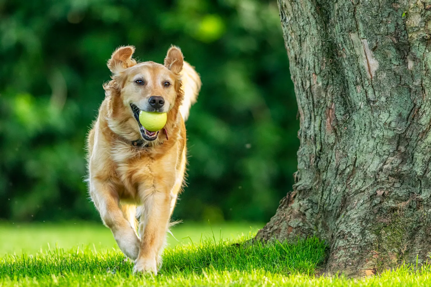A golden retriever running with a ball in a yard beside a tree, the game that becomes an obsession for some dogs