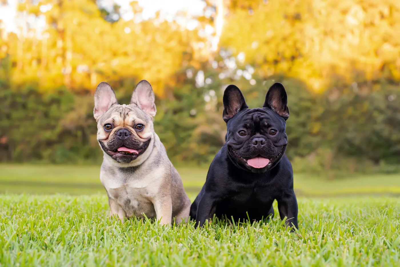 Two black and tan French bulldogs, a breed we meet often in Galleria-area buildings