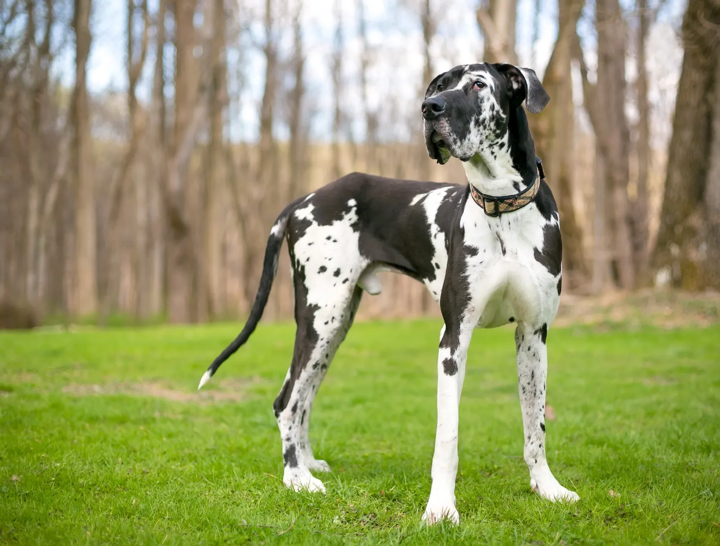 A harlequin Great Dane standing outdoors, the size of dog that lives on an Augusta Pines lot