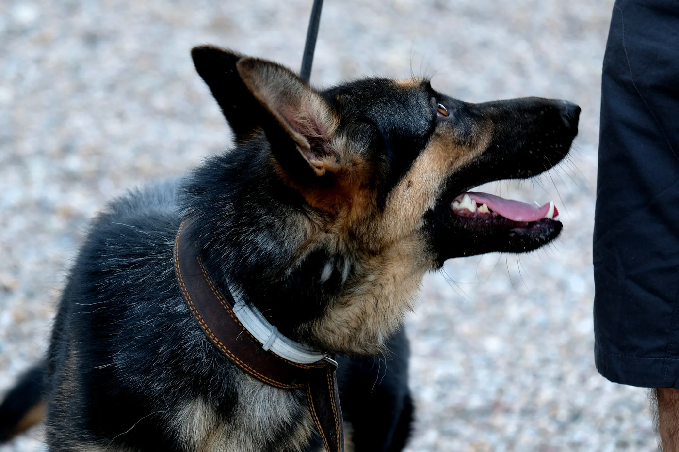 A young German Shepherd on a leash holding eye contact with its handler, the engagement every shepherd stay starts with