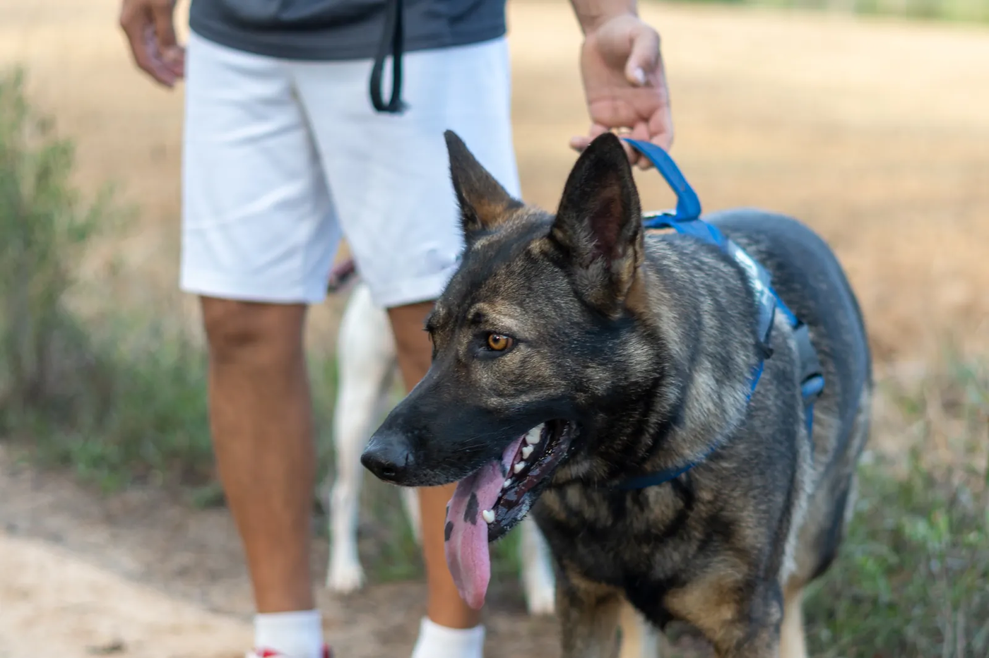 A German Shepherd walking on a loose leash beside its owner on a park path, the structured walk a shepherd stay is built around