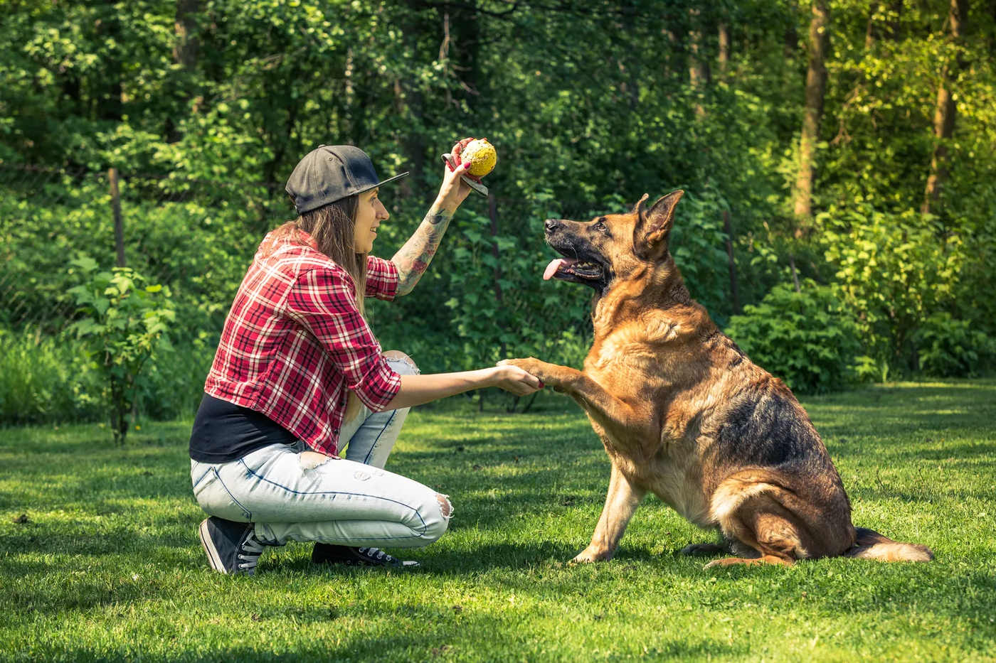 A German shepherd offering its paw to its owner in a park, the kind of relaxed handling paw work builds toward