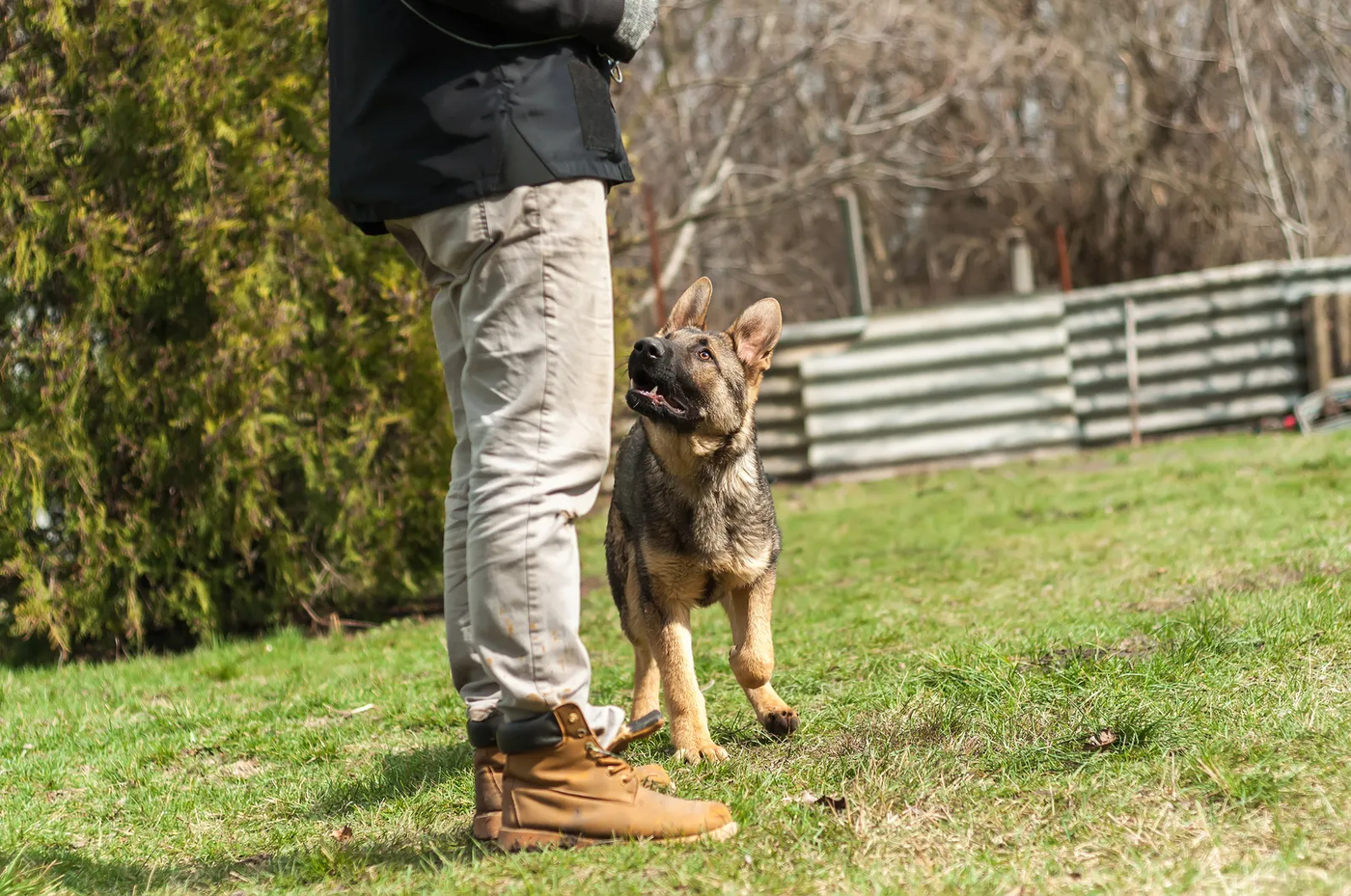 A German shepherd puppy sitting at its owner's feet in spring grass, the yard trip that potty training is built on