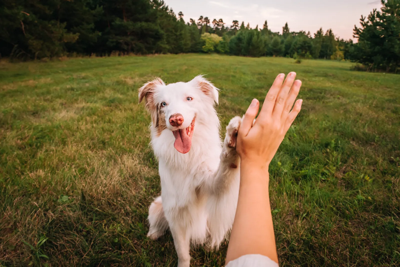 A white-and-red merle Australian shepherd giving a high five to its owner's hand in a green field, a trick that gives an empty-nest dog a job