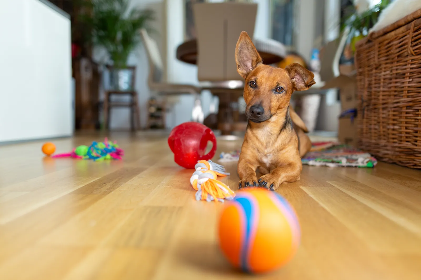 A small brown dog lying on a living-room floor among its toys, the kind of settle a dachshund learns on a floor-level place bed