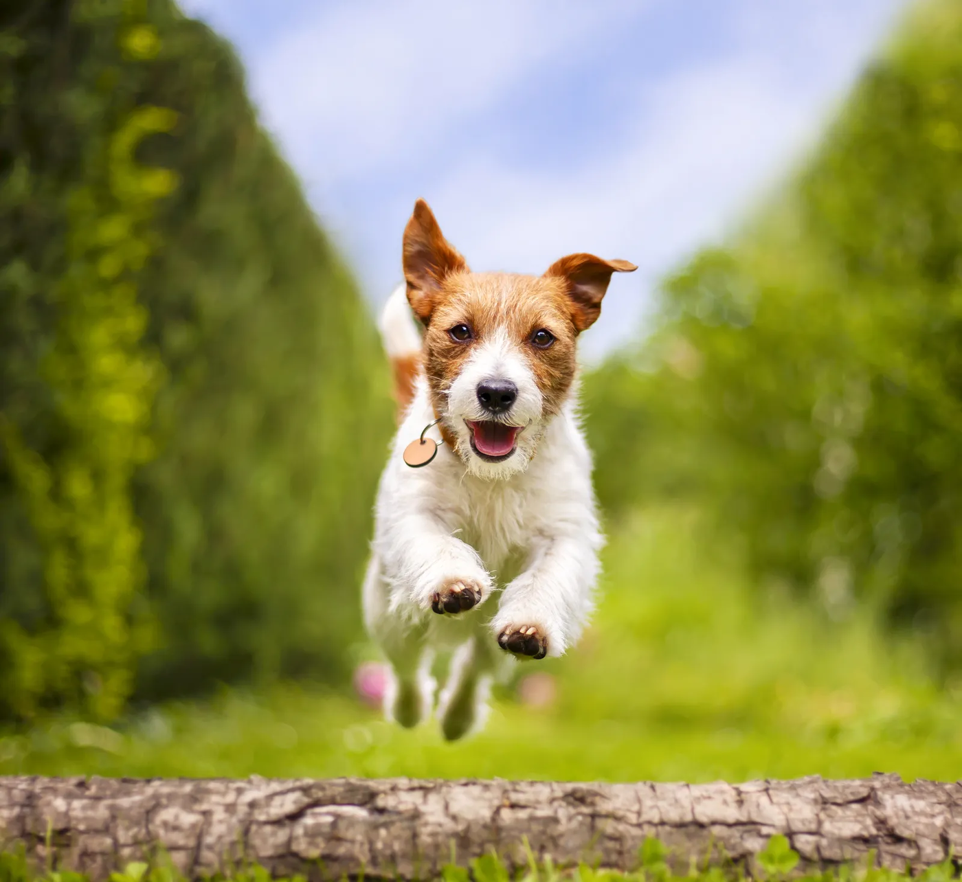 A Jack Russell terrier running across the grass on a sunny morning