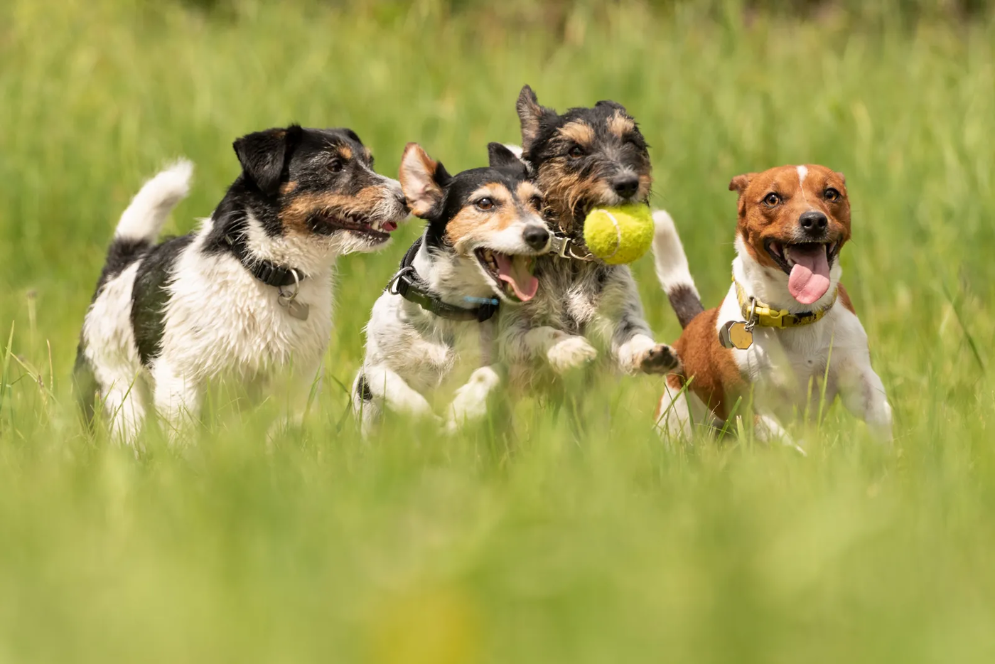 A group of Jack Russell terriers together outdoors, the dogs a puller wants to reach