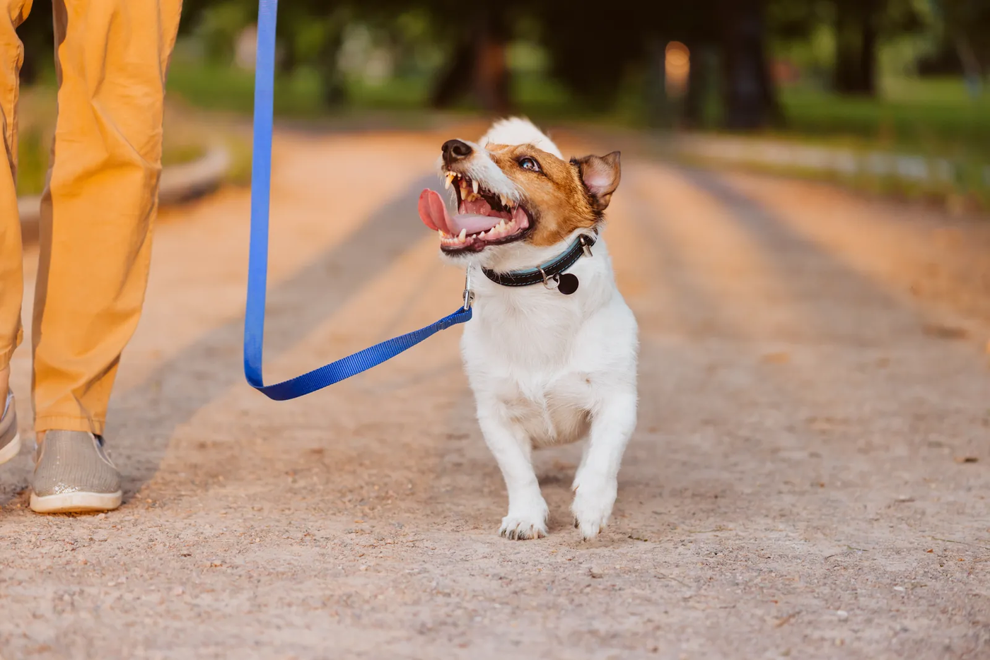 A Jack Russell terrier on a leash looking up at its owner on a park path