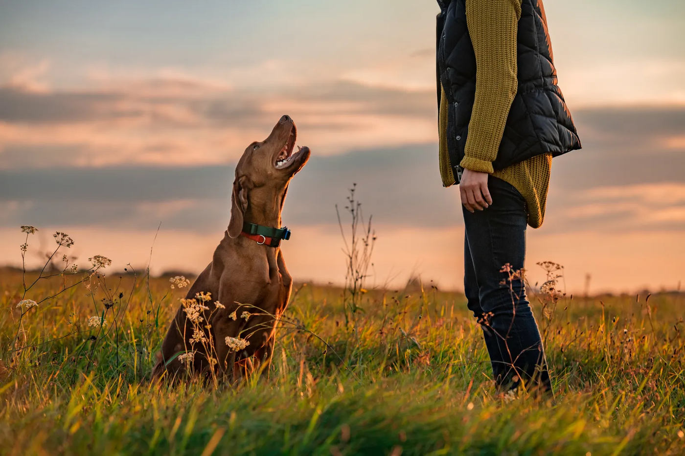 A Vizsla and its owner in a field at sunset, the after-work walk Energy Corridor dogs live for