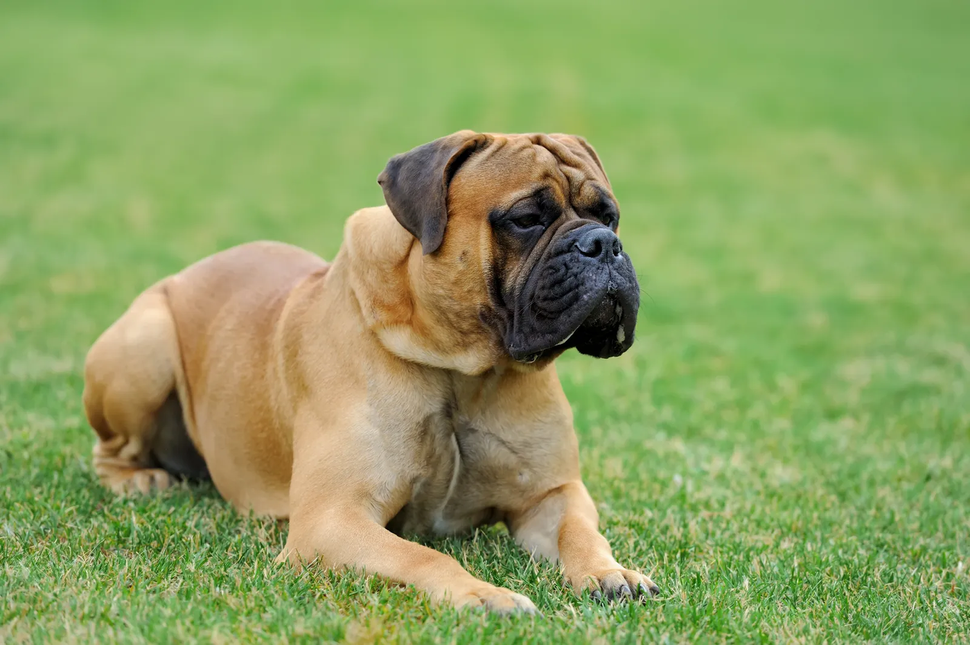An English mastiff standing calmly outdoors, a guardian mastiff type like the corso