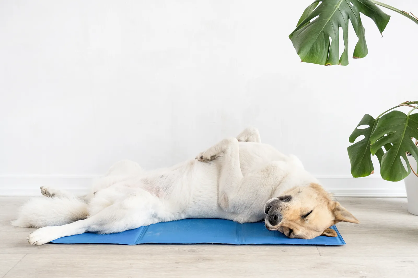 A mixed breed dog lying on a cool mat and looking up, the beginning of a place command taught in a living room