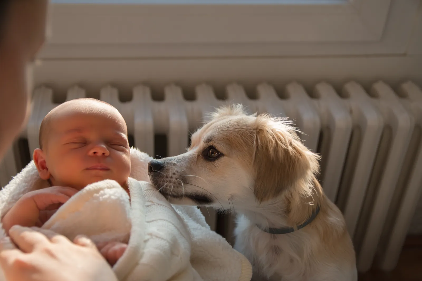 A small dog gently sniffing a newborn baby girl, the introduction this timeline prepares for