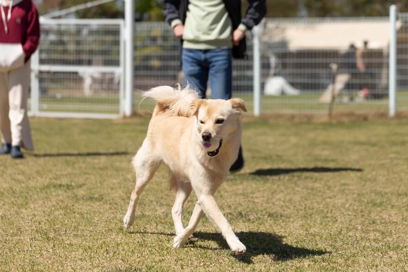 Dogs on either side of a fence at a dog park, the fence-line arousal the training works through
