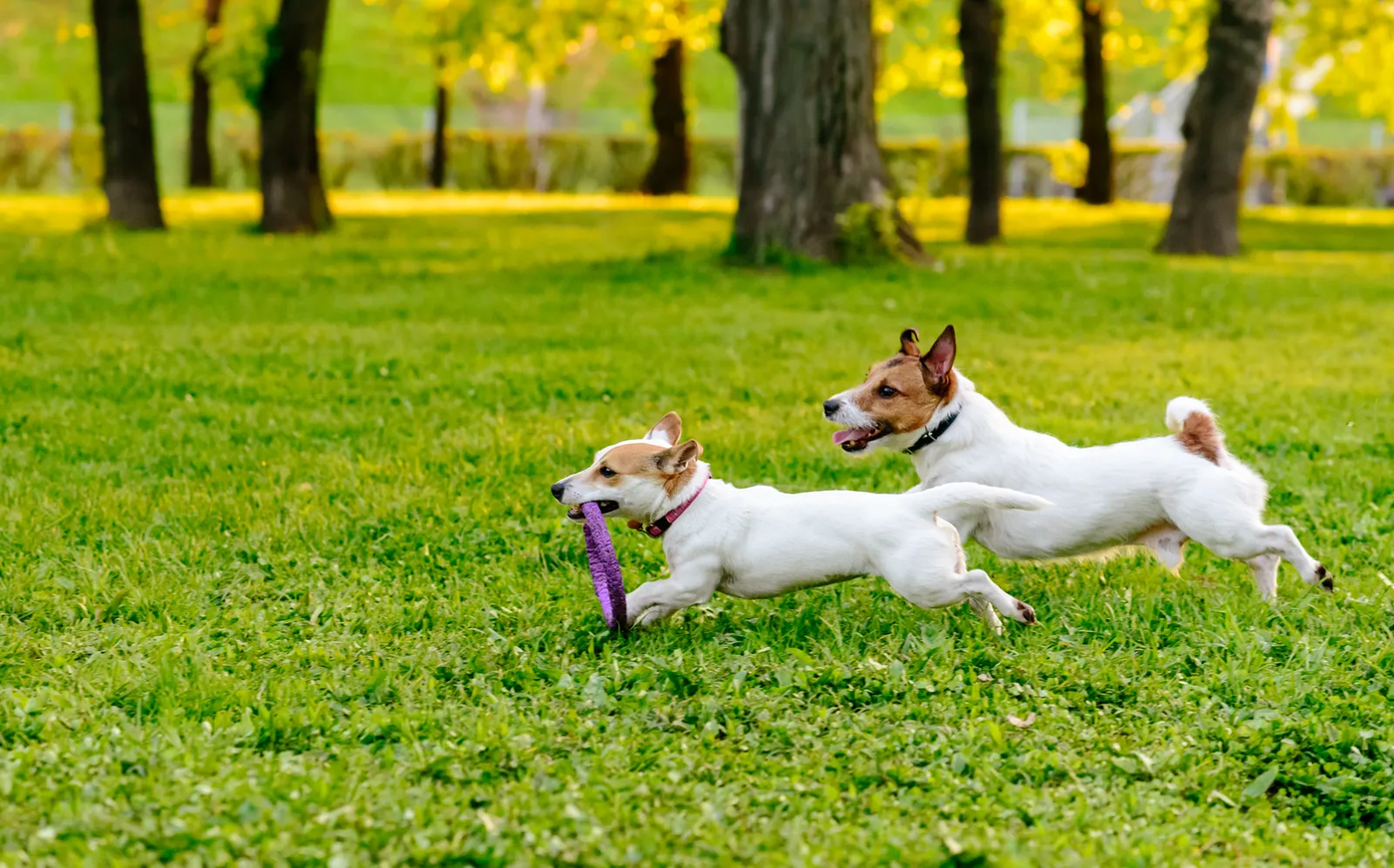 Two dogs running across a park lawn playing tug with a toy, the kind of high-energy play where mounting often starts