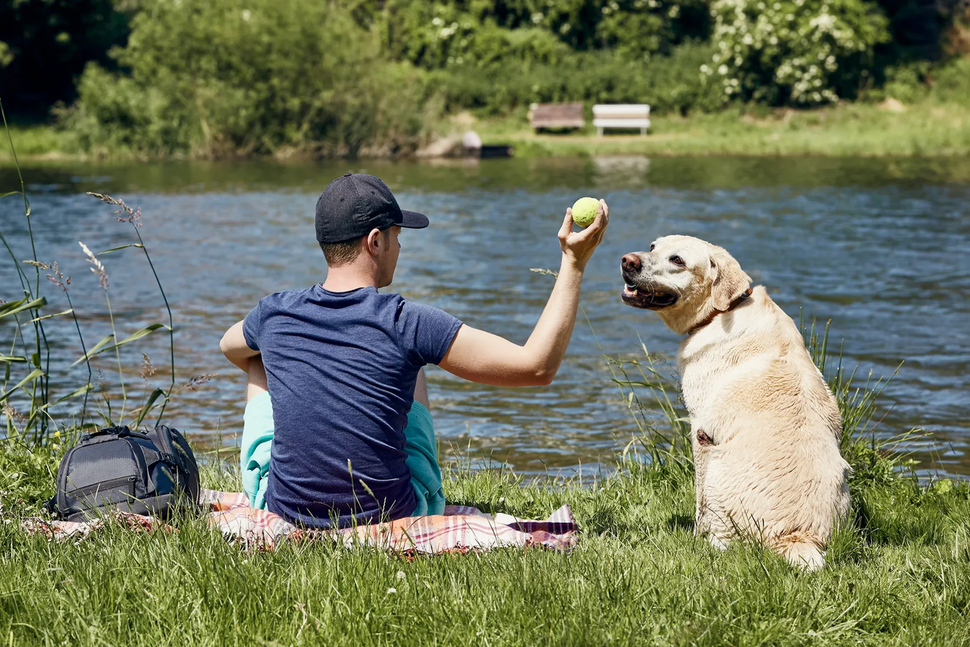 A dog relaxing beside a river with its owner in summer, the calm the bayou trail asks for