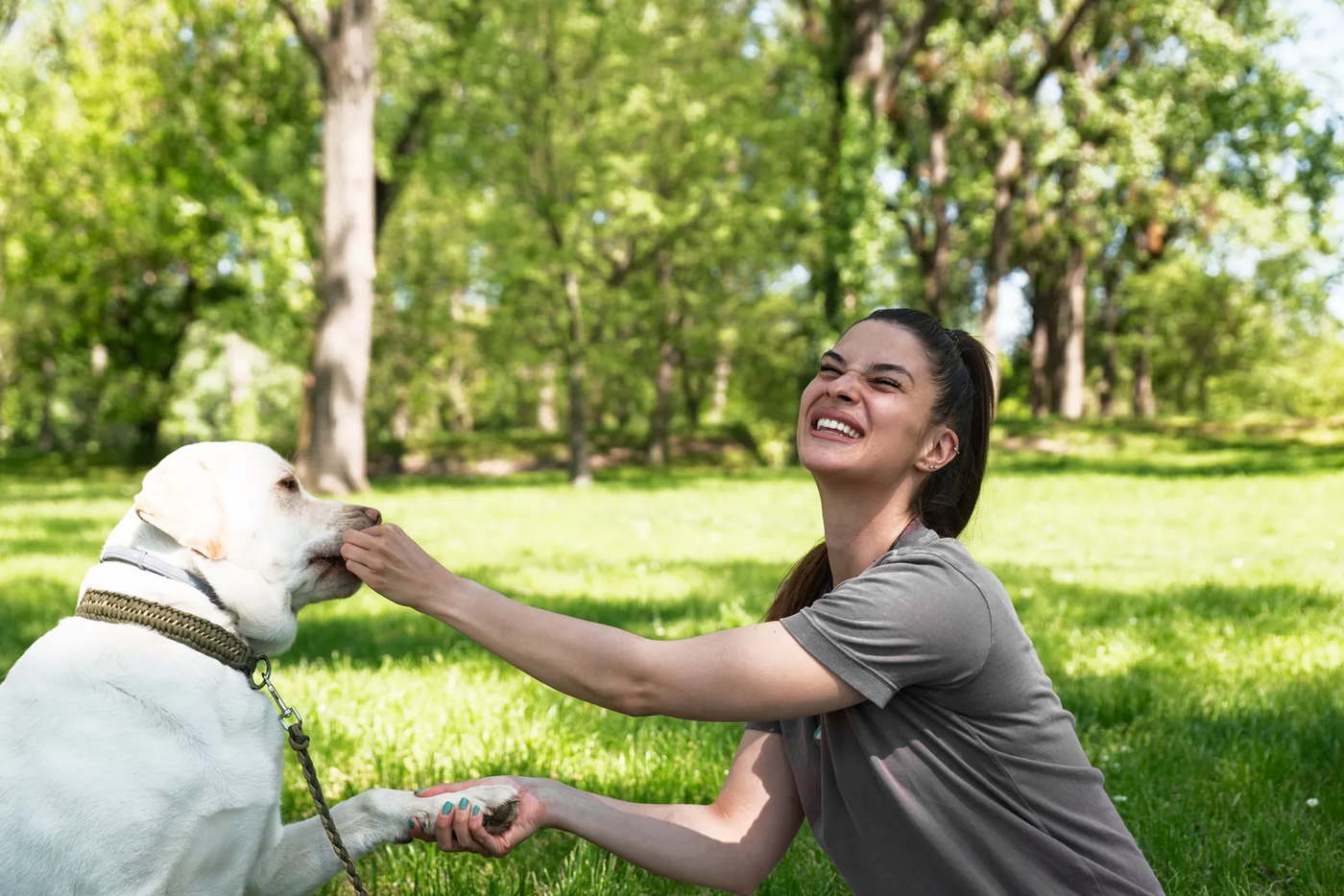 A laughing woman kneeling in a park while a yellow Lab offers its paw for a treat, the easy greeting a wedding photo needs