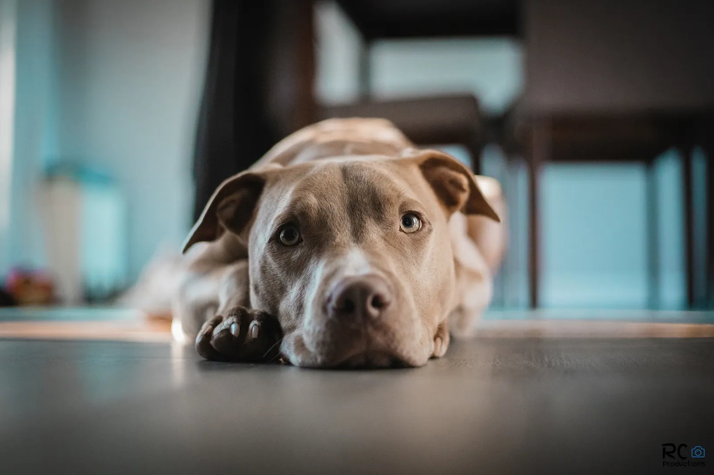 An American pit bull terrier lying calmly on the floor, a close relative of the American bully