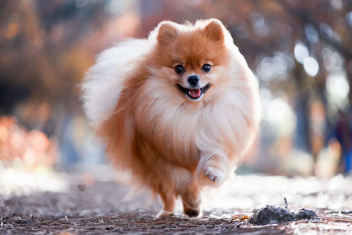 An orange Pomeranian trotting toward the camera along a leaf-strewn path, the alert little spitz that has to learn a quiet cue