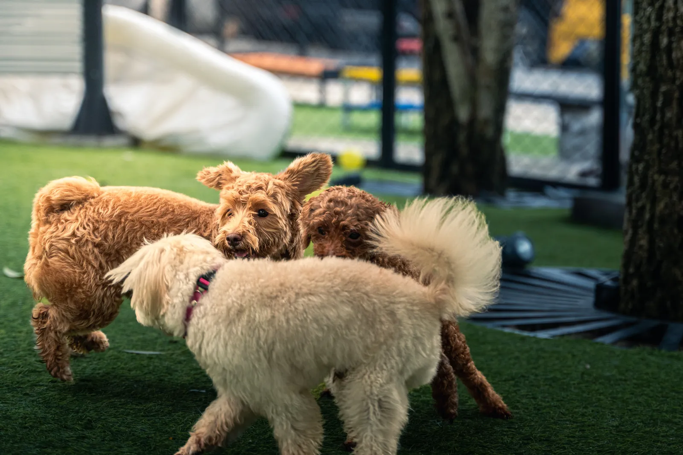 Three poodle-mix dogs sitting together on turf, the doodle crowd Creekside Park driveways are full of