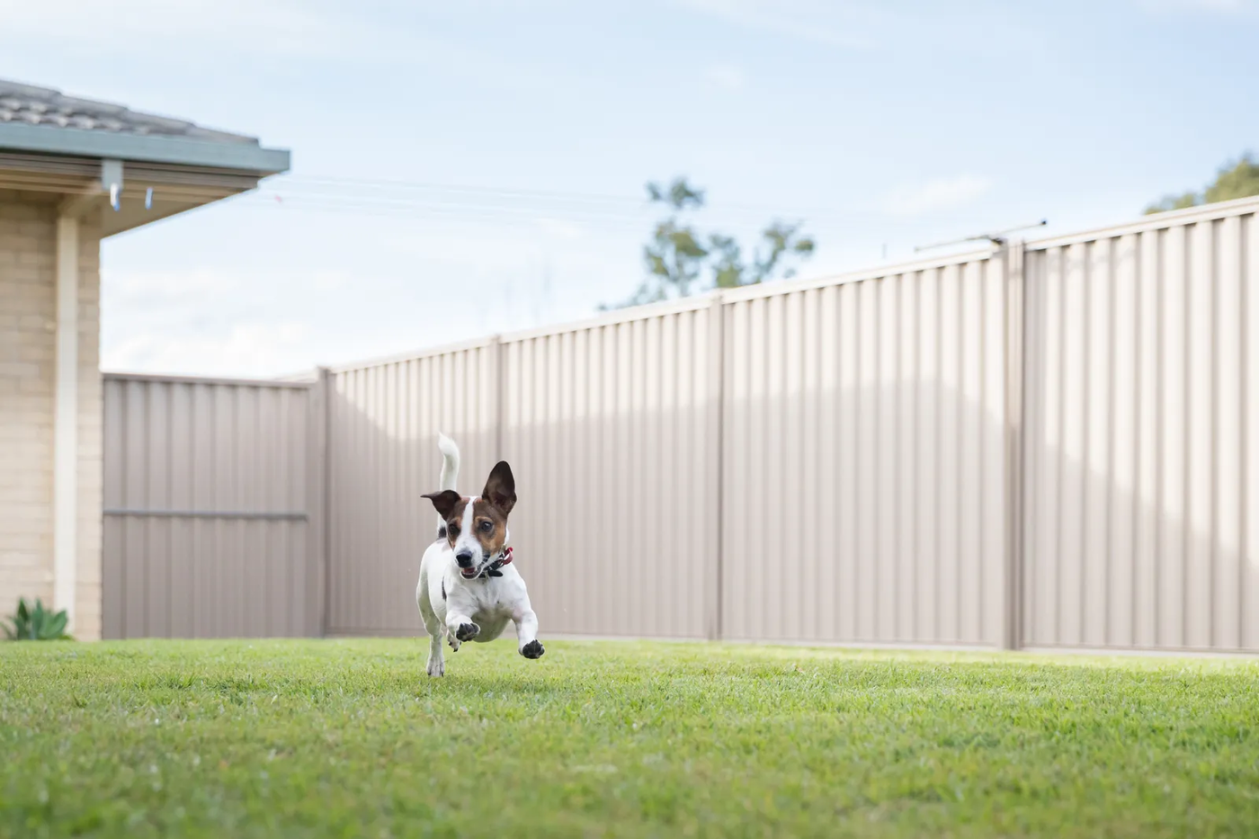 A Jack Russell terrier running across a backyard with a steel fence, the yard where the potty routine lives