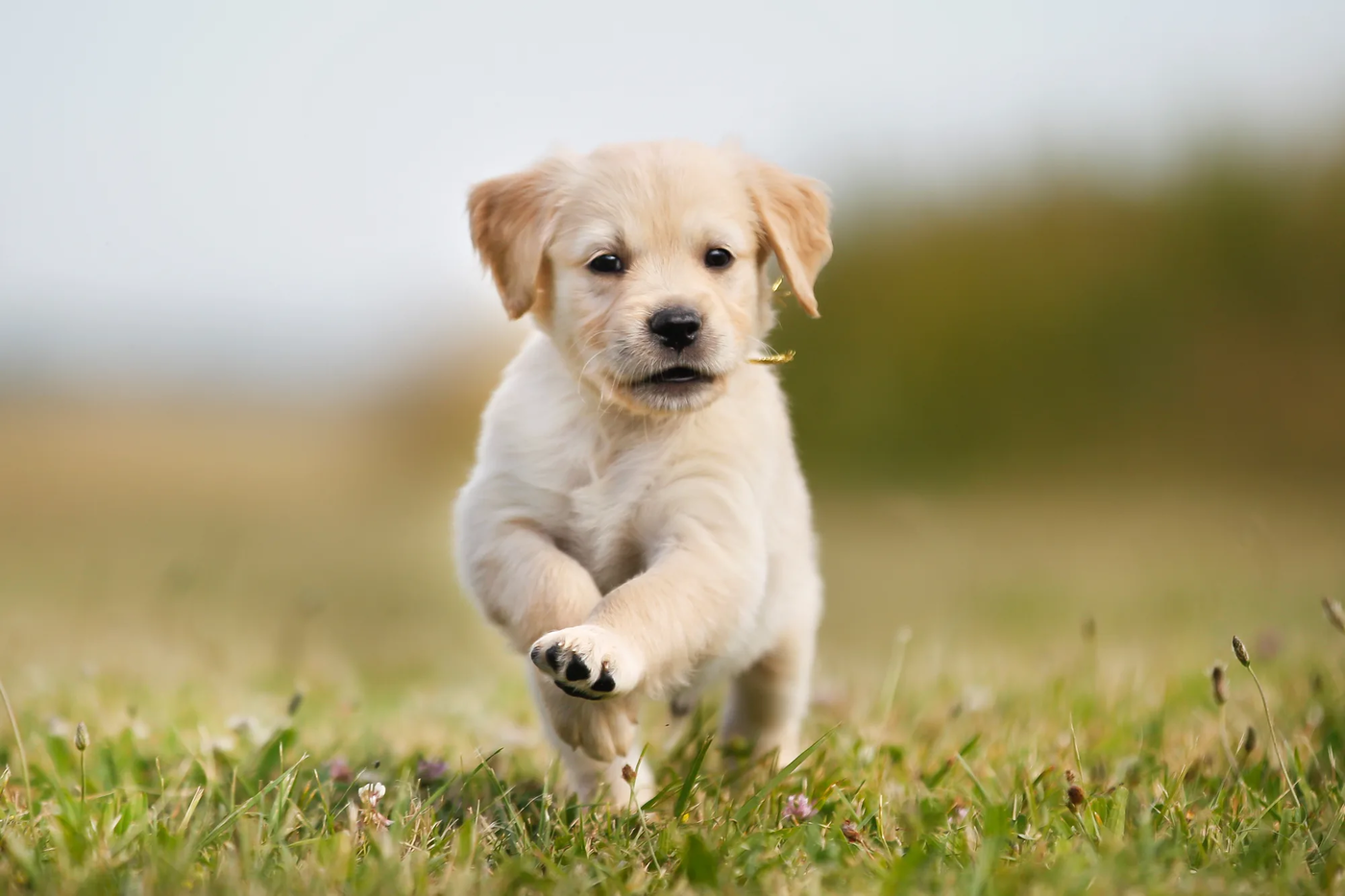 A golden retriever puppy leaping into the air, the energy that comes out through a puppy's mouth