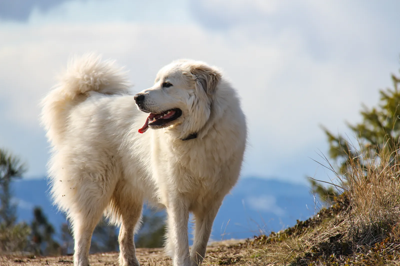 A Great Pyrenees standing on open ground, the livestock guardian Tomball acreage families bring us